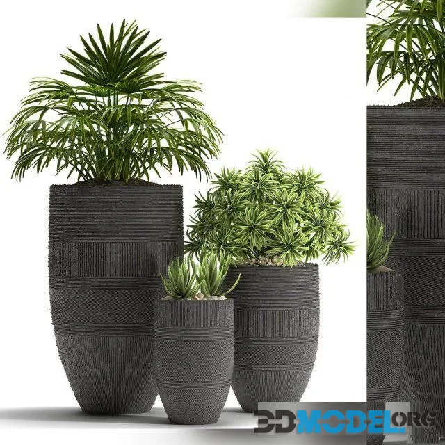 Plants 42
