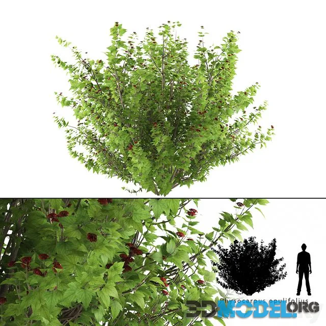 Pustyrplodnik kalinistilny bush Physocarpus opulifolius