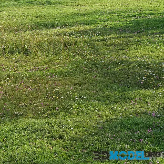 Realistic meadow grass