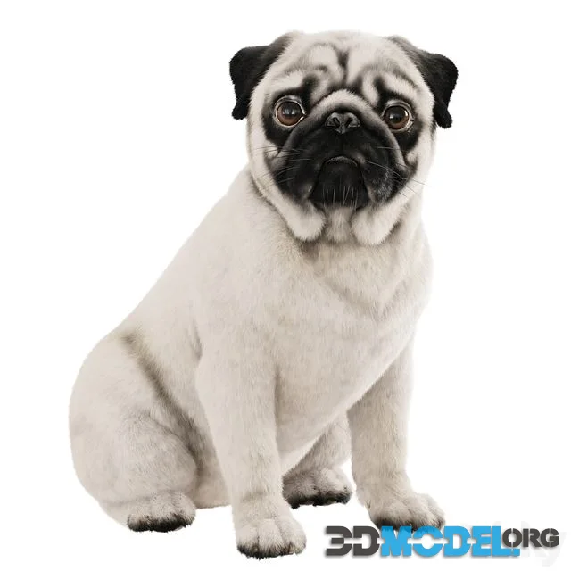 Realistic pug dog