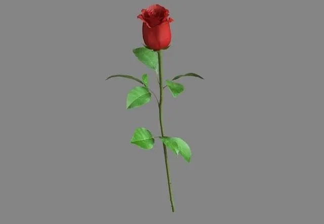 Red Rose (PBR)