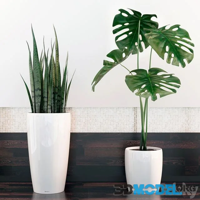sansevieria, monstera