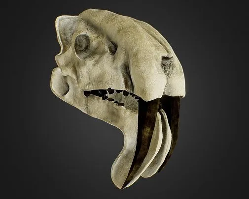 Thylacosmilus Atrox (Sabertooth Marsupial) Skull (PBR)