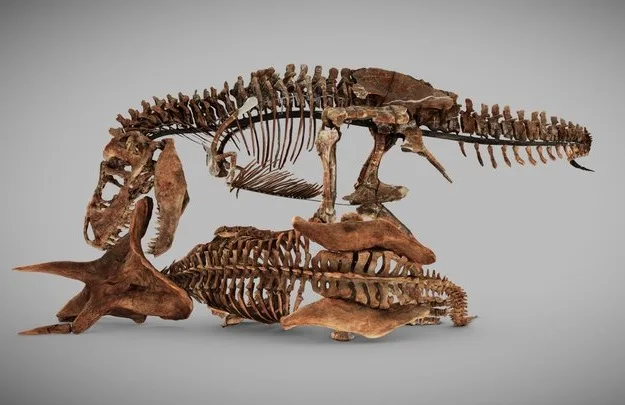 Tyrannosaurus Rex Triceratops [Smithsoniandpo] (PBR)