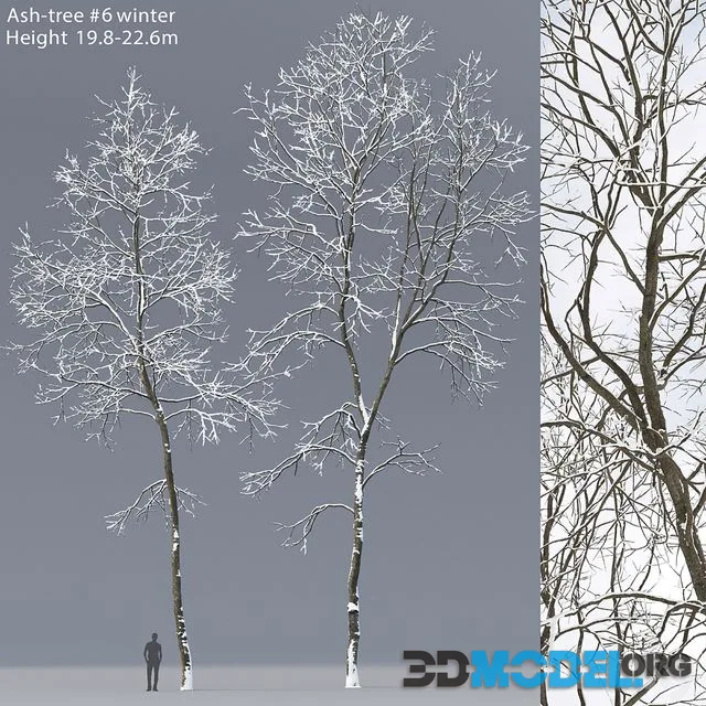 Winter Ash Ash-tree winter # 6 (19.8-22.6)