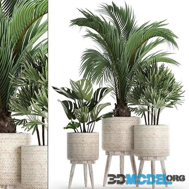 A collection of plants in white modern baskets. Set 427