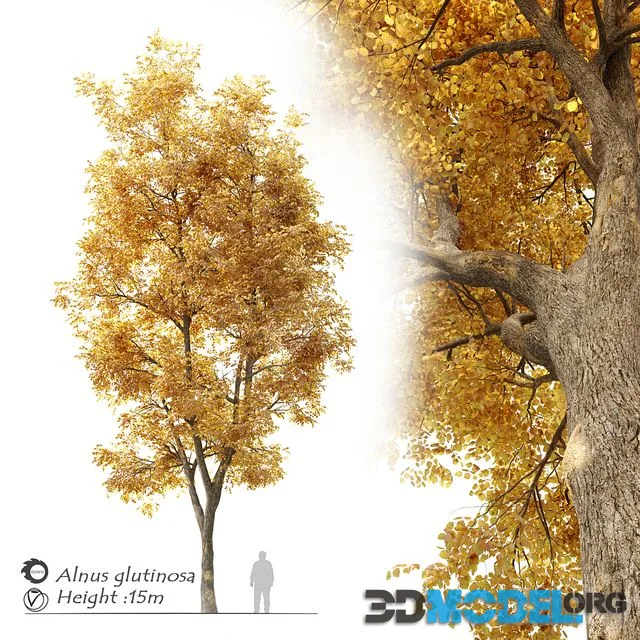 Alnus glutinosa (black alder)