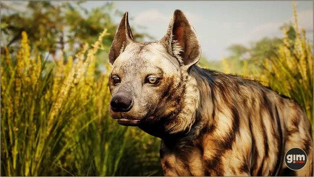 Animalia - Striped Hyena (male)