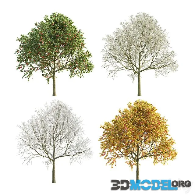 Apple Tree 5 Seasons