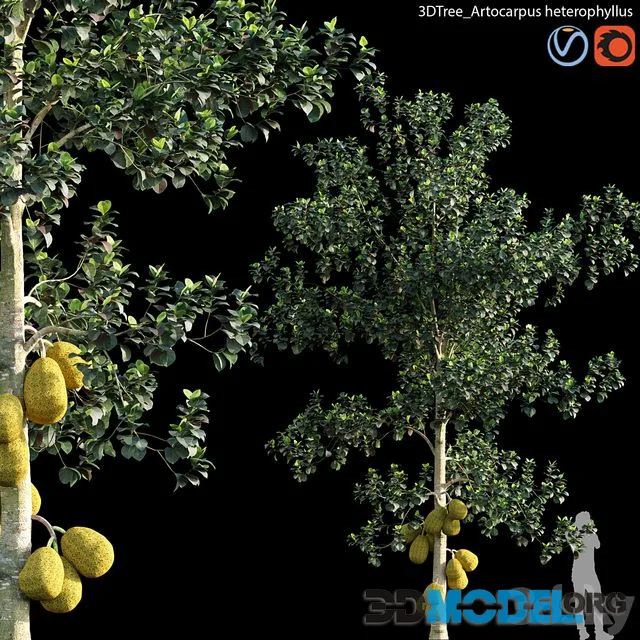 Artocarpus heterophyllus 01