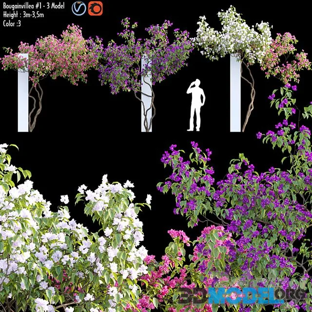 Bougainvillea 07