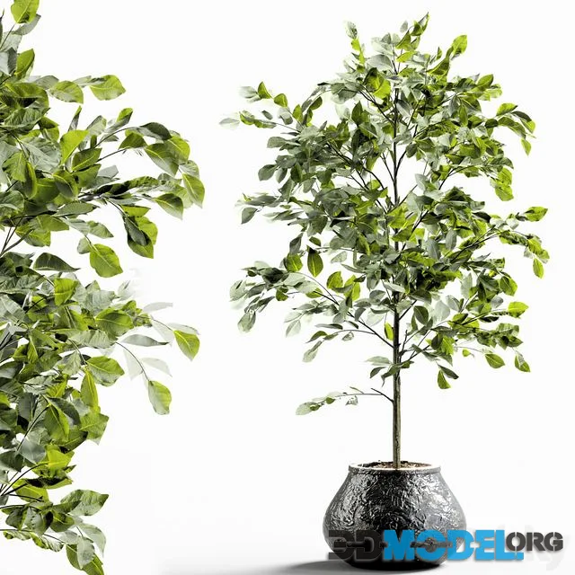 Branches in vases 28