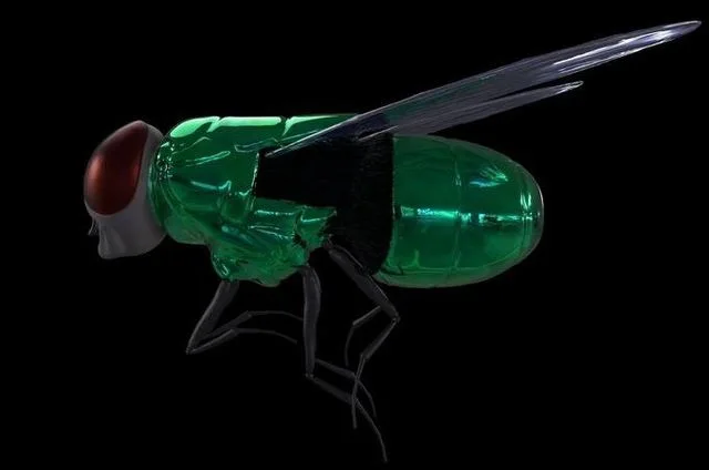 Califoride insect (PBR)