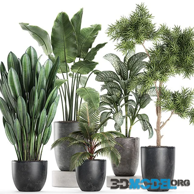Collection of small plants in black pots with banana palm, Dieffenbachia, tree. Set 757