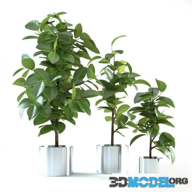 Ficus Elastica 4
