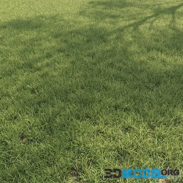 Field grass 02