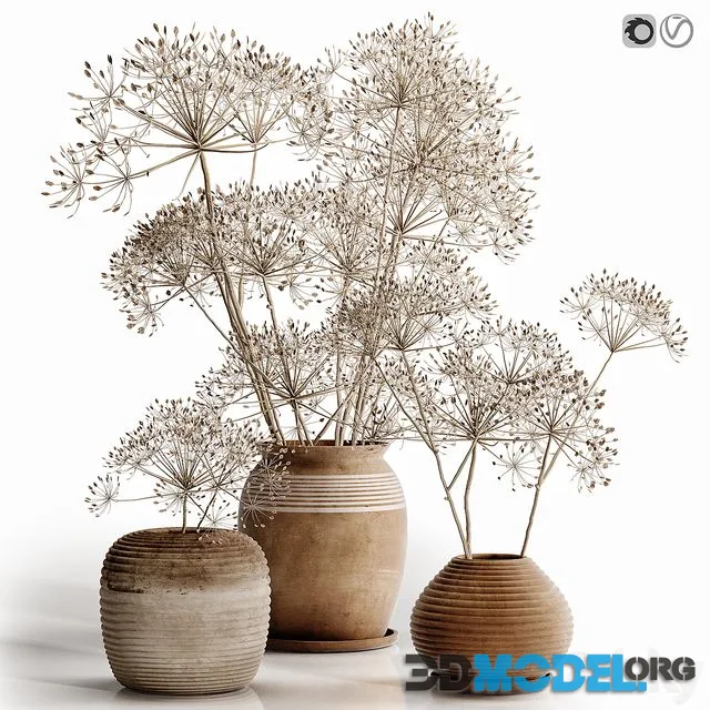 Heracleum plant set
