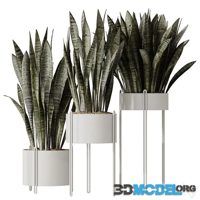 HQ HousePlants Snake Green Sansevieria Trifasciata Robusta