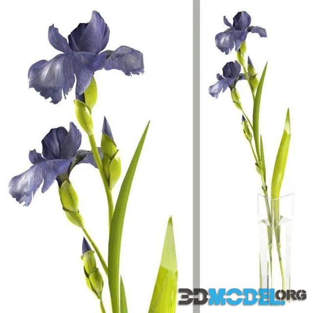 Iris sprig in a rectangular vase