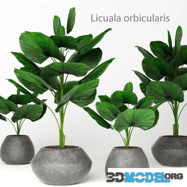 Licuala orbicularis 2