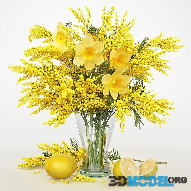 Mimosa_2
