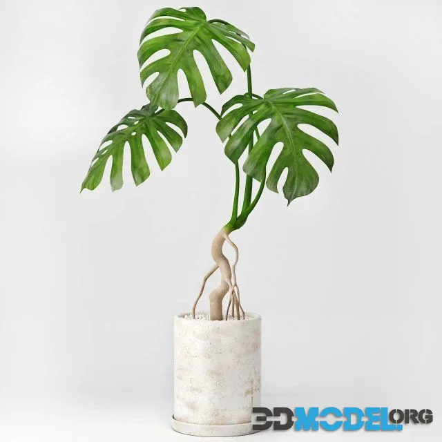 Monstera 3