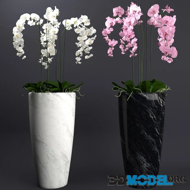 Orchid 4