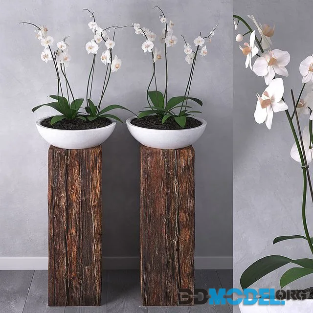 Orchid set 01