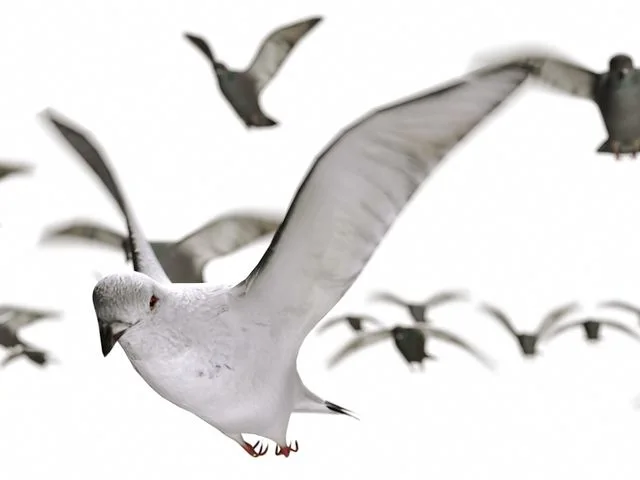 Pigeons Set