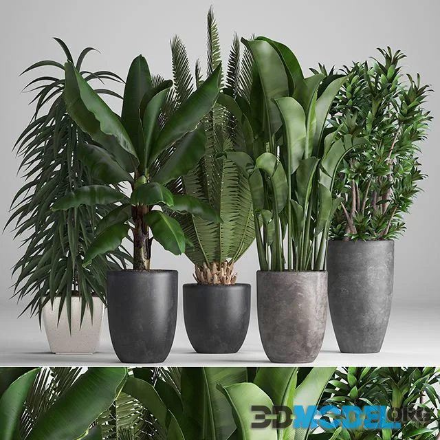 Plant collection 255