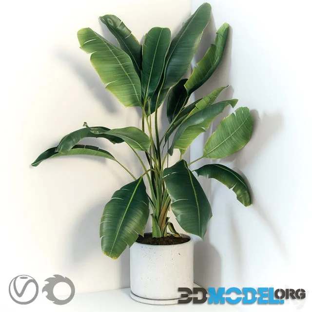 Plant Strelizia in a concrete pot