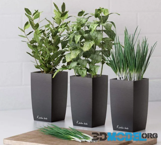 Plants for the kitchen 2