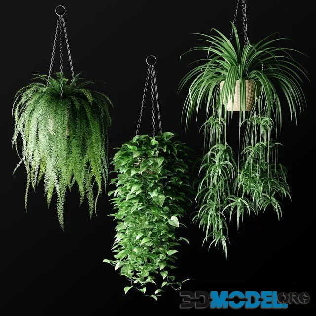 Plants in Hanging Wicker Planters