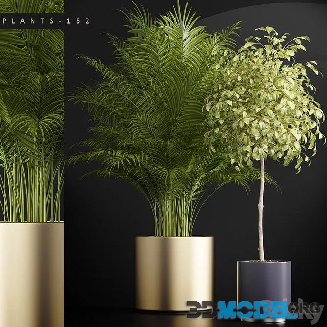 PLANTS 152