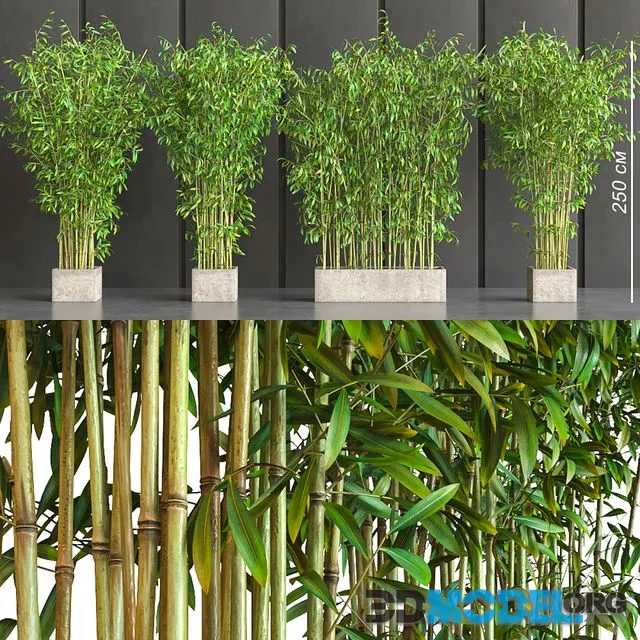 potted bamboo