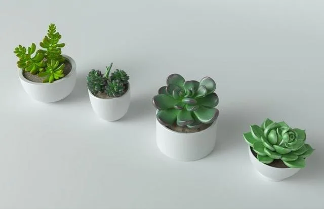 Succulent in pot 4 Low-poly (PBR)