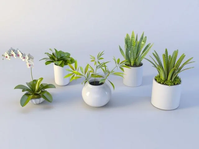 Succulent in pot Low-poly (PBR)