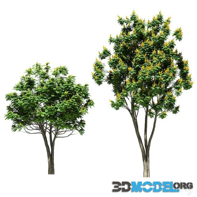 Tree peltoforum krylatoplodny. 2 models