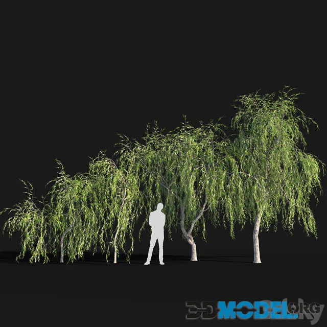 Willow # 4 (2.6 m - 5.7 m)