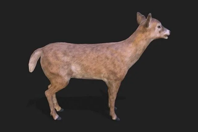 3D Model – Young deer animation (PBR)