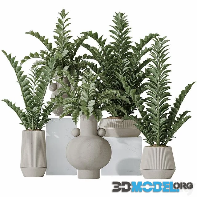 Zamioculcas Zamiifolia Araceae