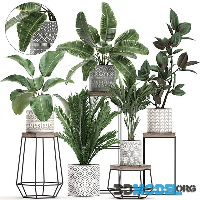 A collection of small plants on a flower stand in pots Set 702