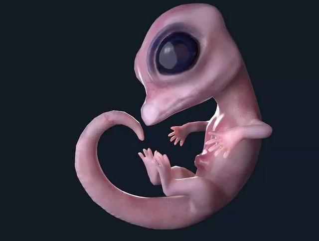 Alligator embryo Low-poly (PBR)