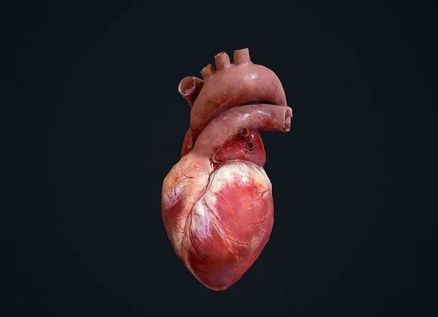 Animated Heart Low-poly (PBR)