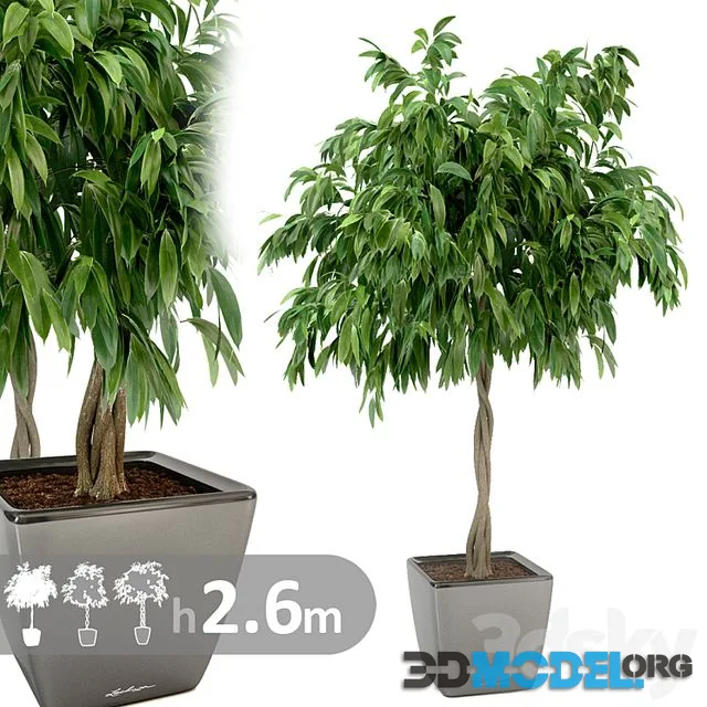 Ficus Ali  Ficus binnendijkii