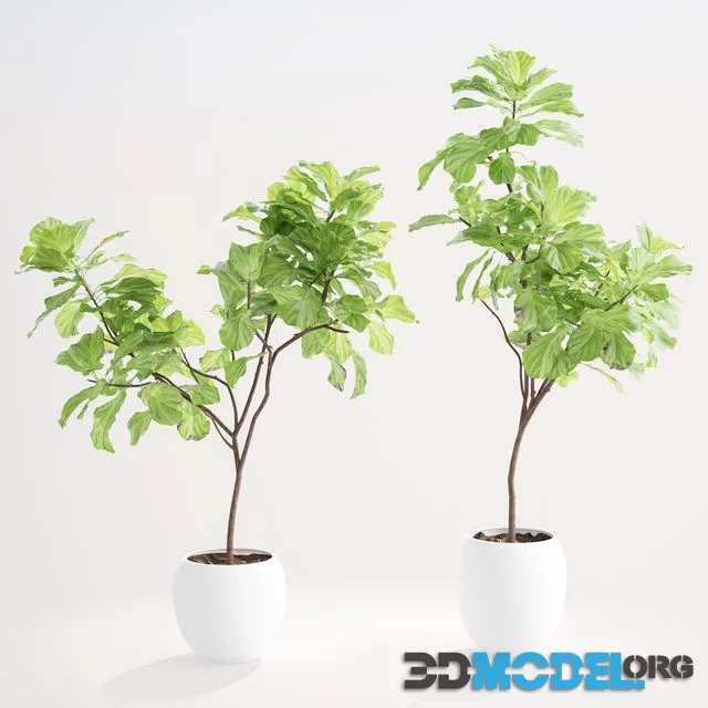 Ficus lyre 1