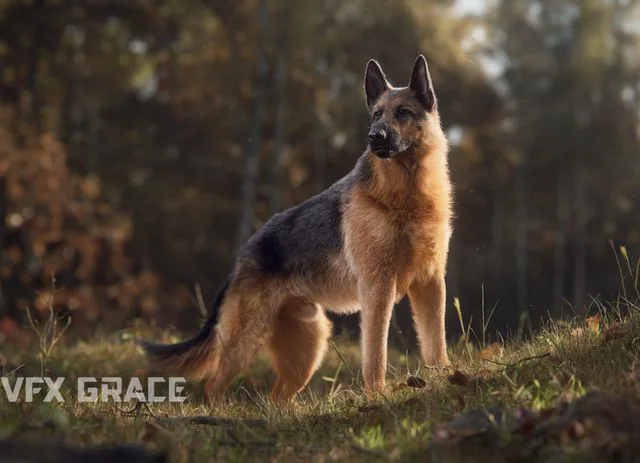German Shepherd Animation (PBR)
