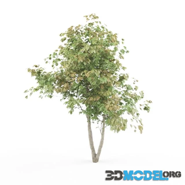 HD tree with leaves variation and displaced bark