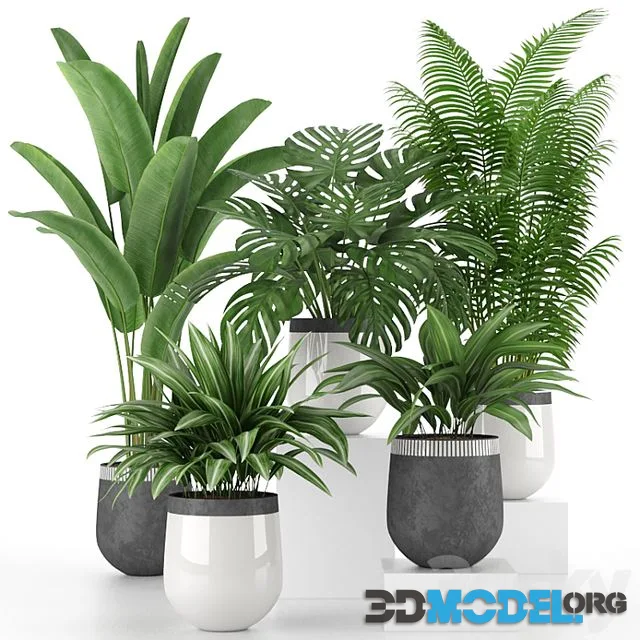 Houseplant Collection 03