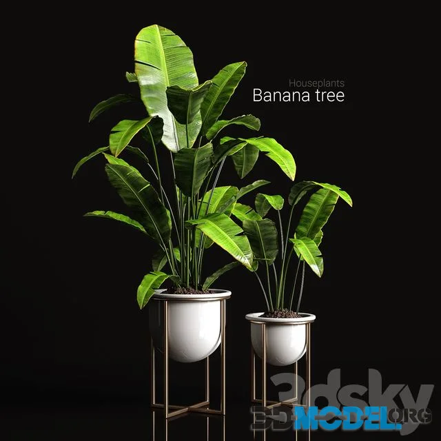 Houseplants banana tree
